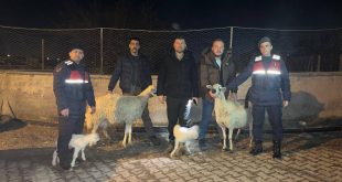 Diplomasız Diş Hekiminin kliniğine baskın, Aranan Şahıs Yakalandı, Küçükbaş Hayvan Hırsızlığı ve Suç Eşyasını Satın alan yakalandı